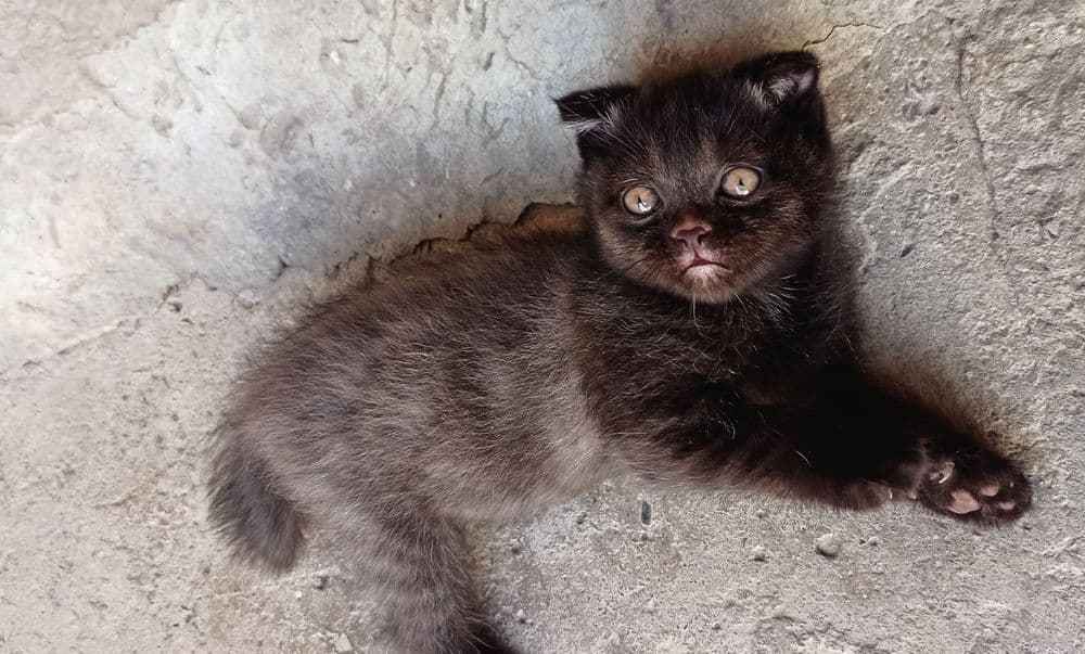 Продам породистых смешанных котят — 1