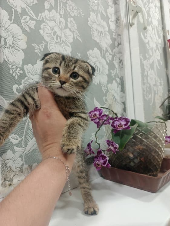 Продаётся котёнок, девочка, порода вислоухая, все прививки сделалы!!! — 1