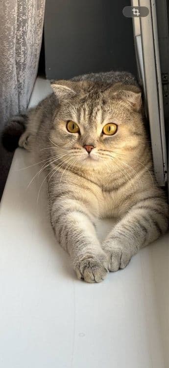 Шиншилла - Скотиш ПРОДОНА — 1