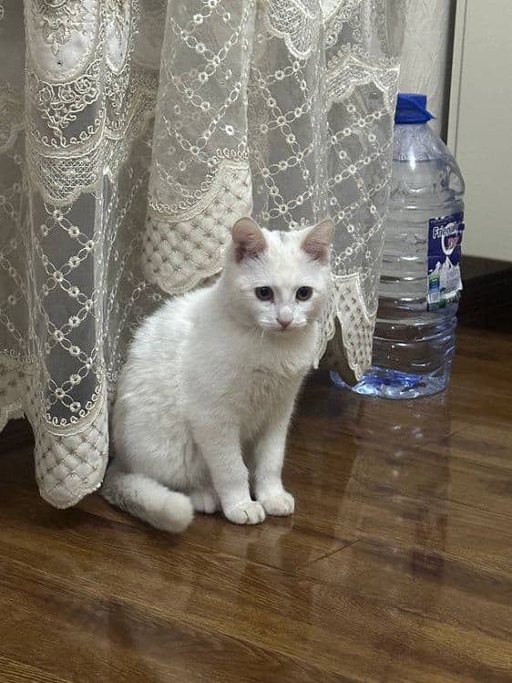 Mushuk sotiladi rangi oq zotini bilmayman — 1