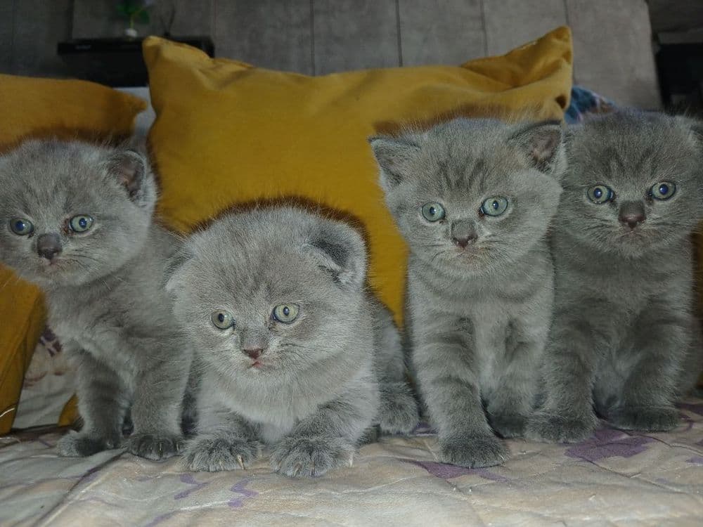 Продам скоттиш фолд мальчика и девочку — 1
