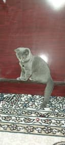 sardor karimov Samarqand viloyati