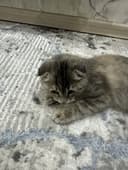 Кошка скоттиш фолд