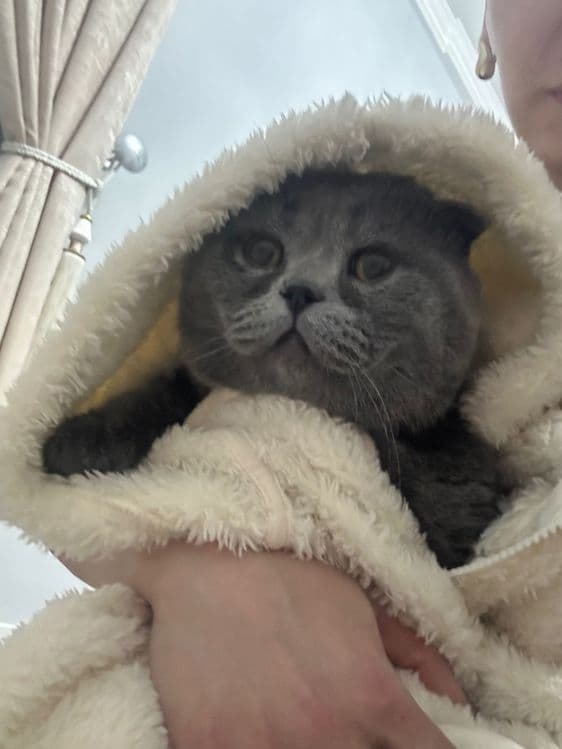 Продается Чистокровный Скотиш Фолд — 1