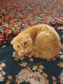 Shotland Scottish Fold mushugi