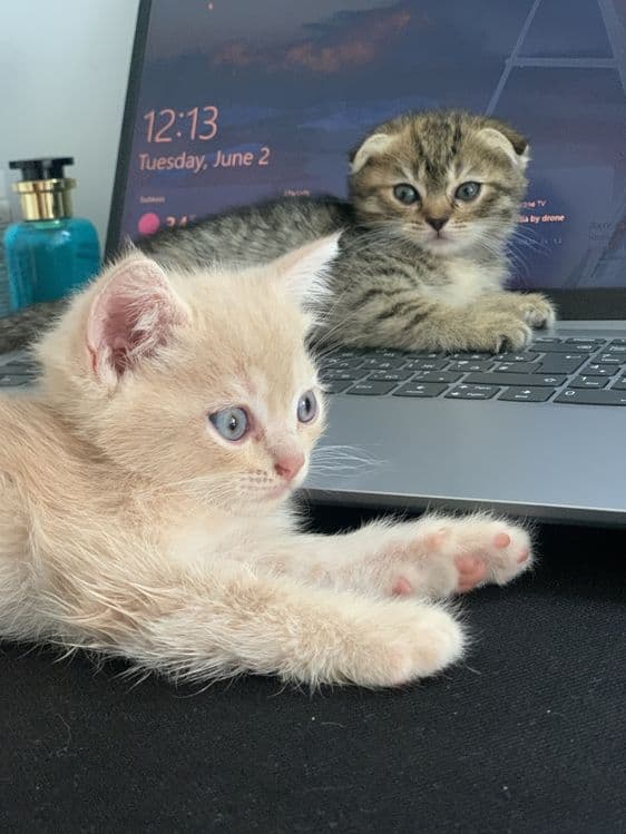 срочно Scottish fold va strait — 1