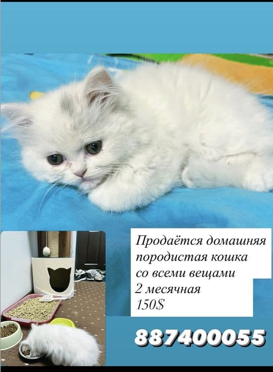 Продаётся кошка домашняя — 1