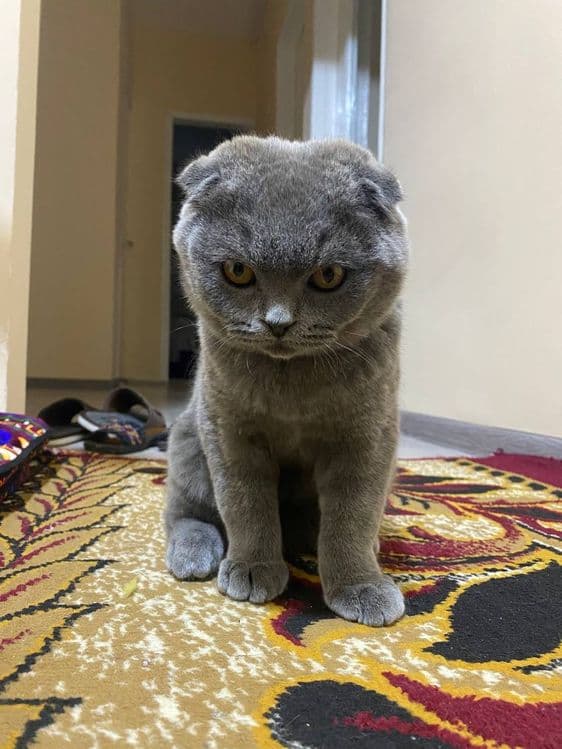 Шатланский вислоухая кошка — 1