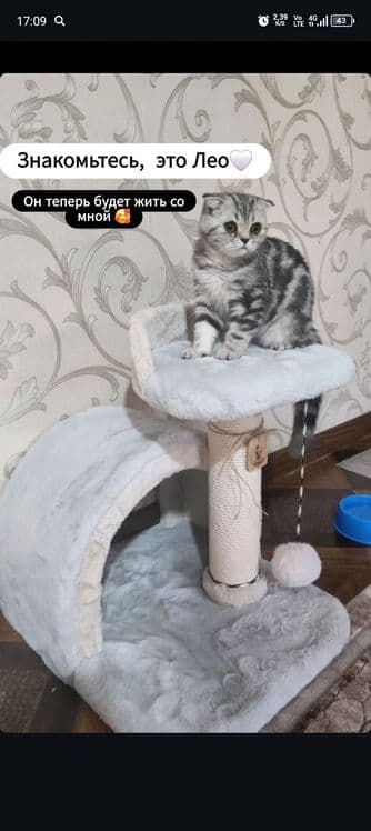 Кот Лео мальчик возраст почти годик — 1