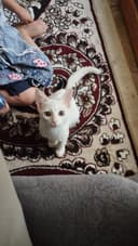 Продается турецкая ангора
