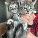 Домашние котята от сиамской кошечки .Ждут добрых хозяев.