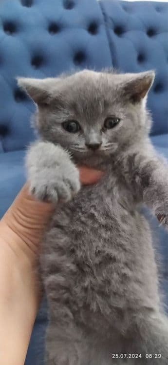 Британские котята — 1