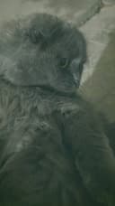 Скоттиш Фолд 1 ярим ёшда