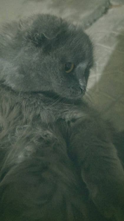 Скоттиш Фолд 1 ярим ёшда — 1
