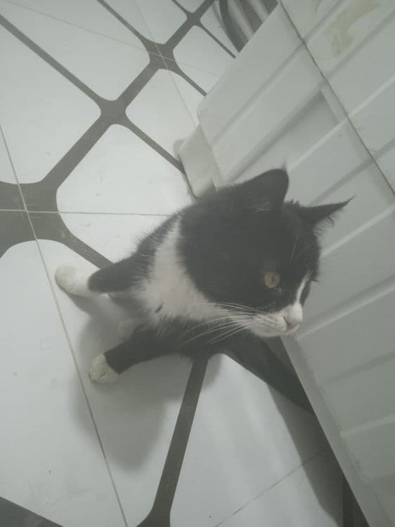 Кошка пшак mushuk дамашный — 1