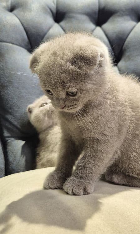 Продаются котята (Super Scottish Fold) — 1