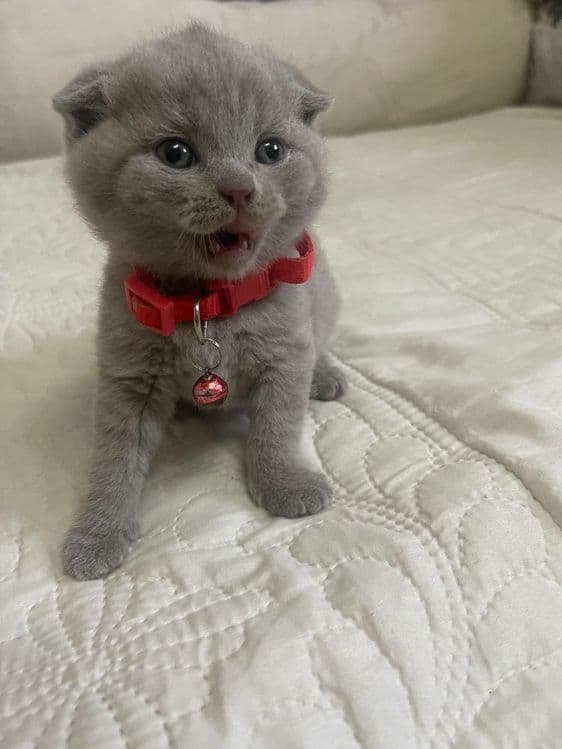 Скотиш фолд кошечка — 1