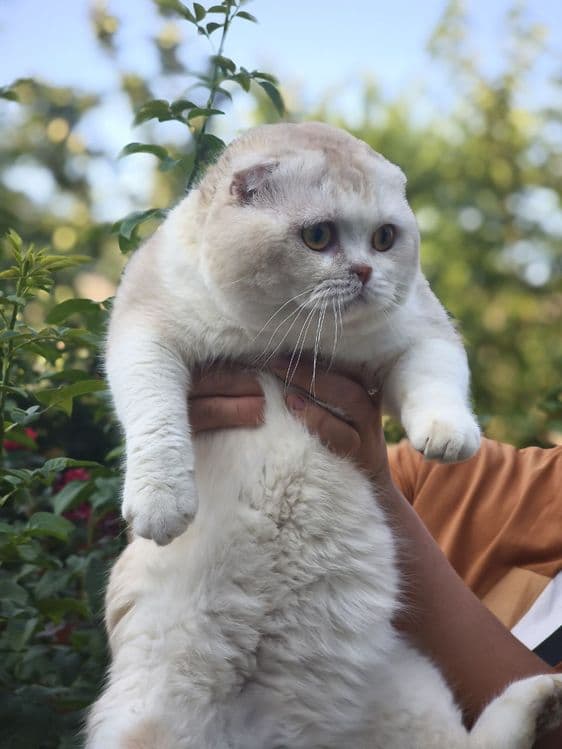 Шикарный скоттиш фолд для вязки — 1