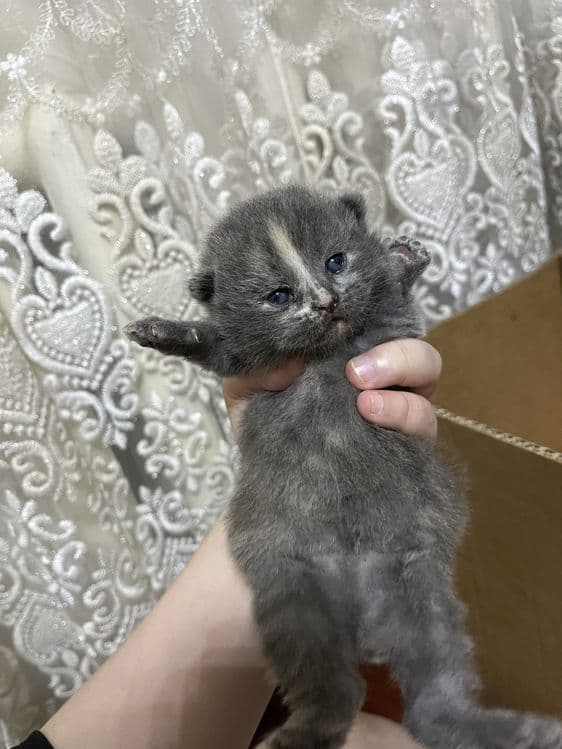 вислоухие котята от правильной вязки — 1