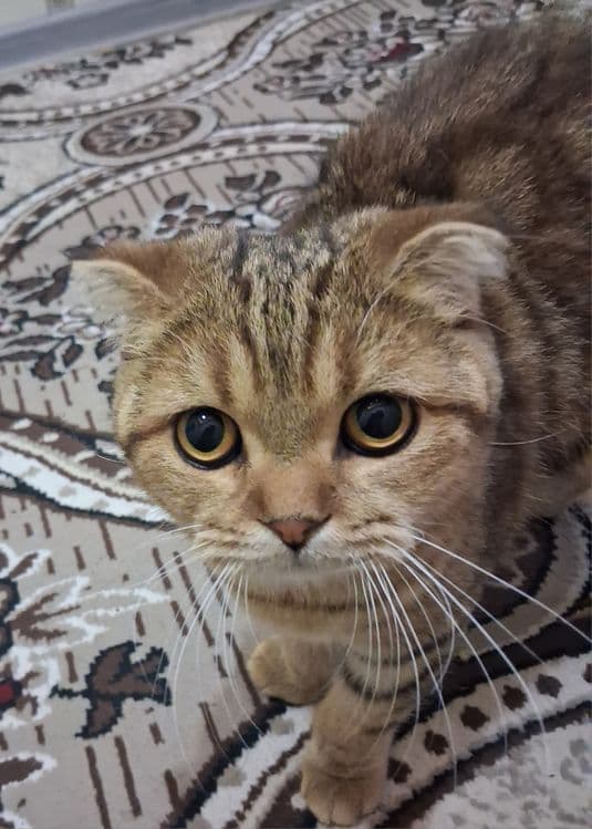 Zotdor mushuk sotiladi — 1