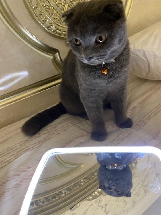 Scottish Fold кошка — 1