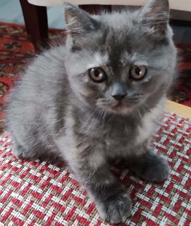 Котенок шотландский скотиш. — 1