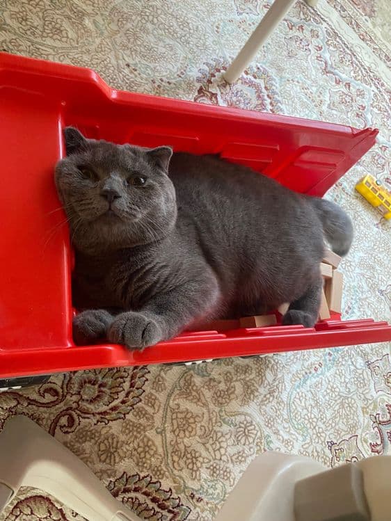 Самый лучший кот и только в надёжные и любящие руки — 1