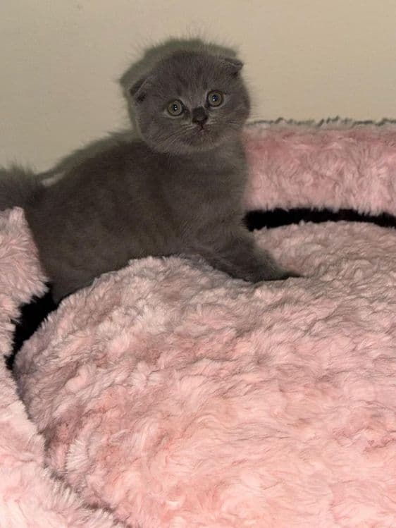 Продаются котята — 1