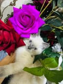 Продаю котёнка девочку