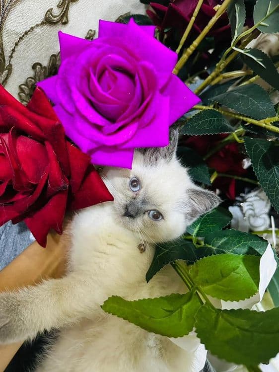 Продаю котёнка девочку — 1