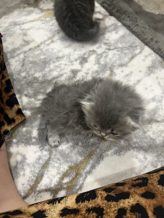 Qiz bola vislauxiy mushuk sotiladi 100$ — 1