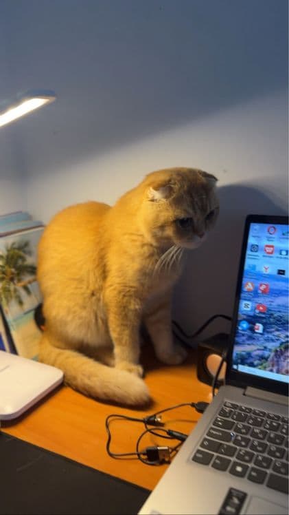 Vyazka scottish fold zolotoy shinchila — 1