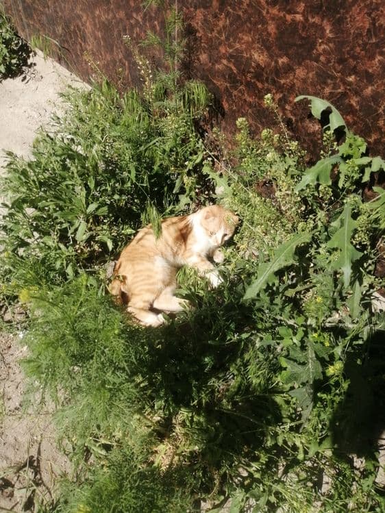 Продаётся Котик скотиш-фолд мальчик — 1