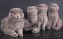 Чистакровные бритаские Шотланкие + гигант котята