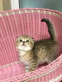девочка скоттиш фолд золотая шиншилла табби