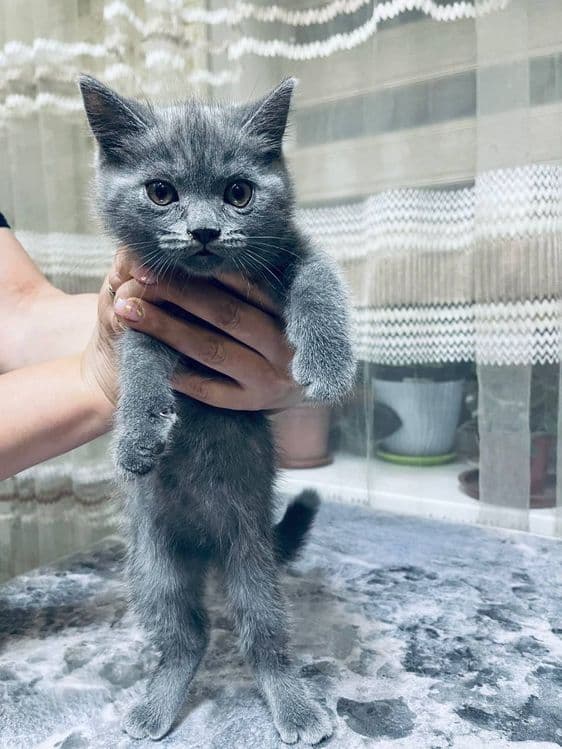 Продаются котята мальчик и девочка — 1