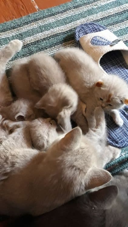 Котята вислоухие скотишь фольд и страйк — 1