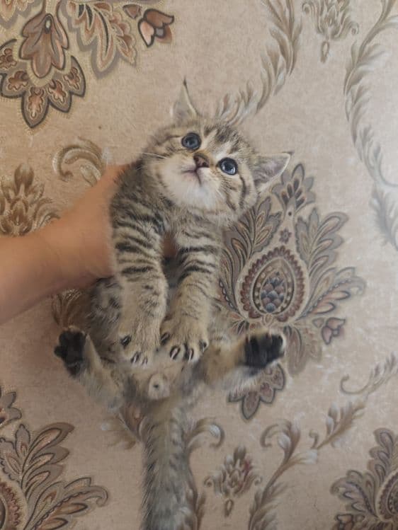 Продам котят страйты — 1