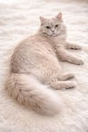 British longhair zotdor