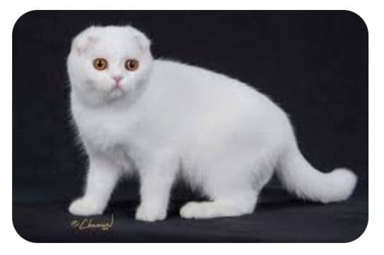 Продаётся котенок скотиш-фолд — 1