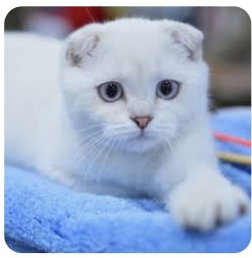 Продаётся котенок скотиш-фолд — 1