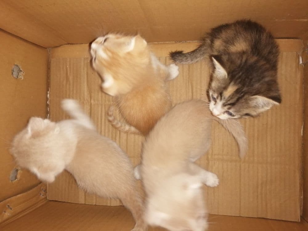 Продаются котята карликовый скотиш - фолд — 1
