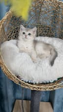 Продаётся чистокровная шотландская девочка