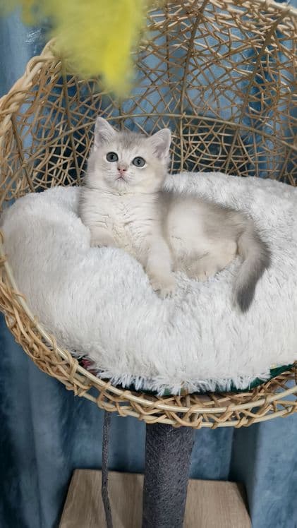 Продаётся чистокровная шотландская девочка — 1
