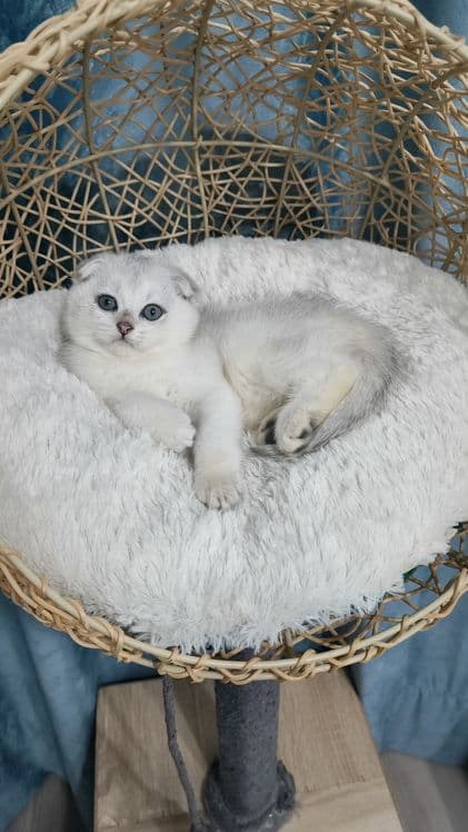 Продаётся чистокровная шотландская девочка скоттиш фолд — 1