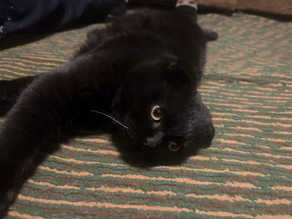 мы продаем кошек — 1