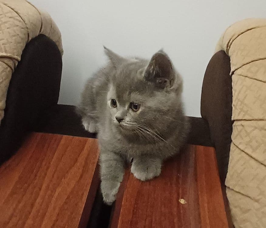 Шотландский (фолд, страйт) Скоттиш страйт, 2,5 месяц — 1