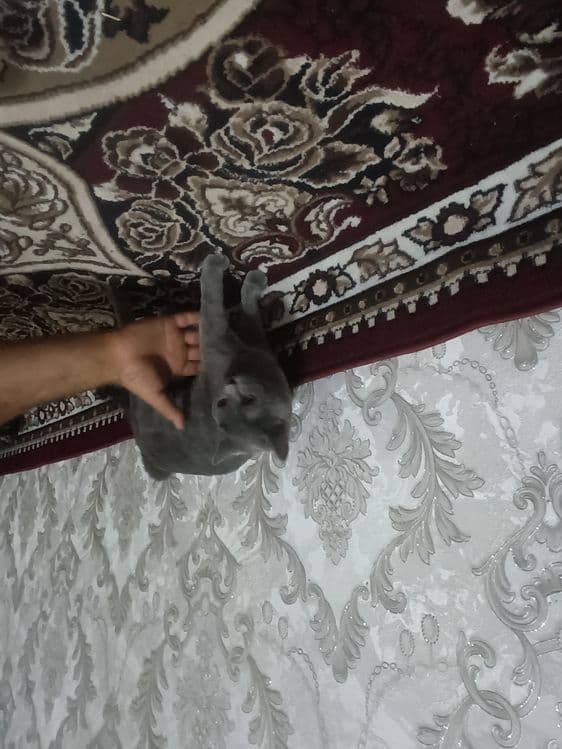 Mushuk sotiladi — 1
