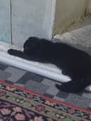 Кошичка домашняя