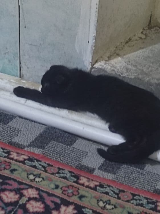 Кошичка домашняя — 1